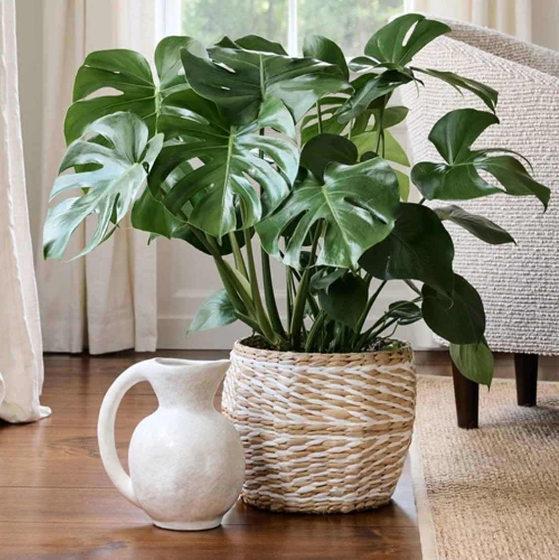 Philodendron Plant
