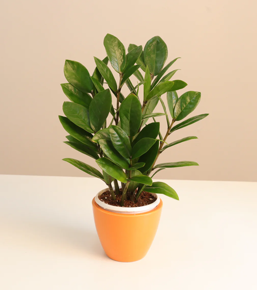 Green Zamia Decorative Plant