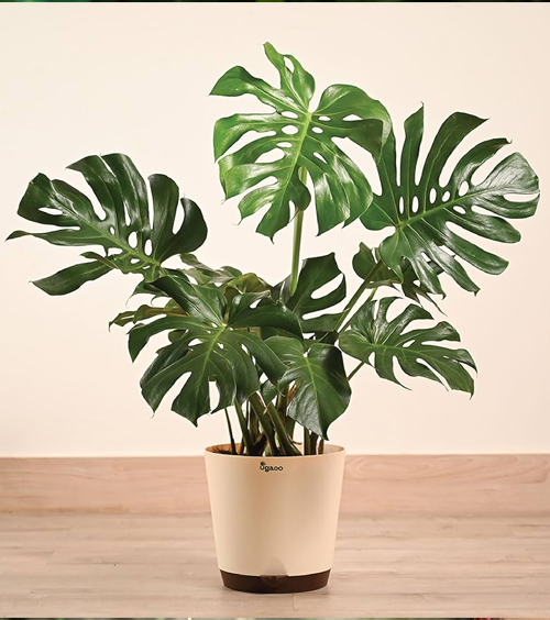Monstera Deliciosa Plant