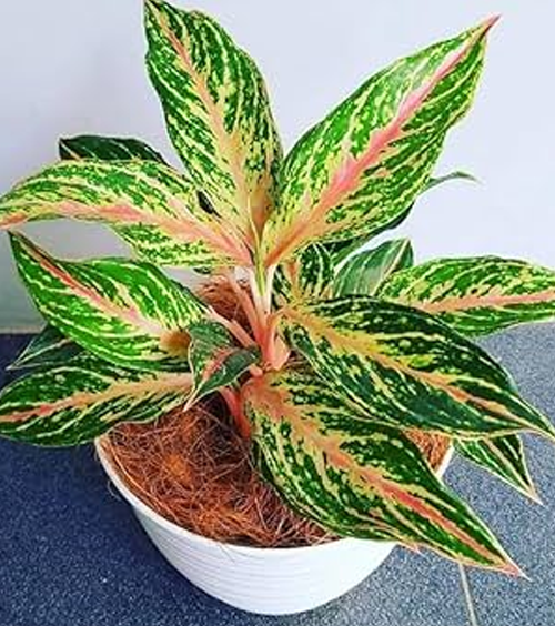 Aglaonema Butterfly Plant