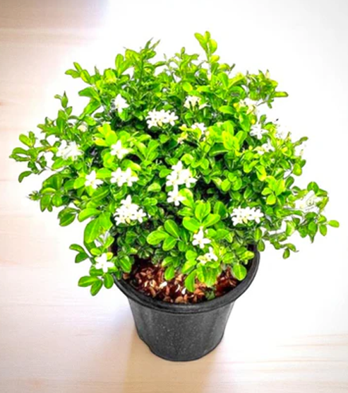 Dwarf Kamini Flowering Plant