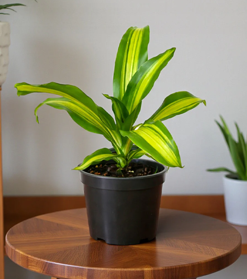 Massangeana Decorative Plant