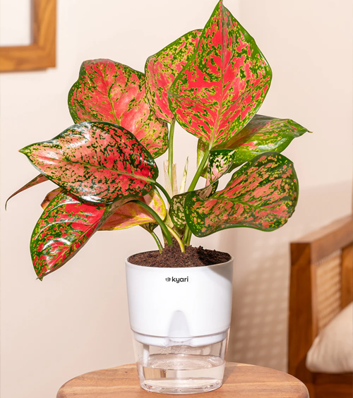 Pink Aglaonema Decorative Plant