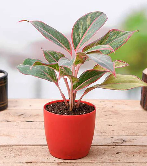 Aglaonema Lipstick Plant
