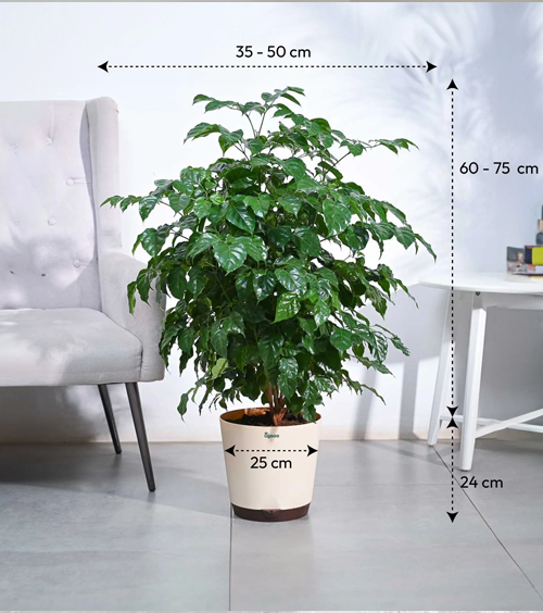 Clay Machera Indoor Plant