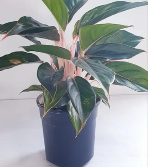 Aglaonema Indoor Plant
