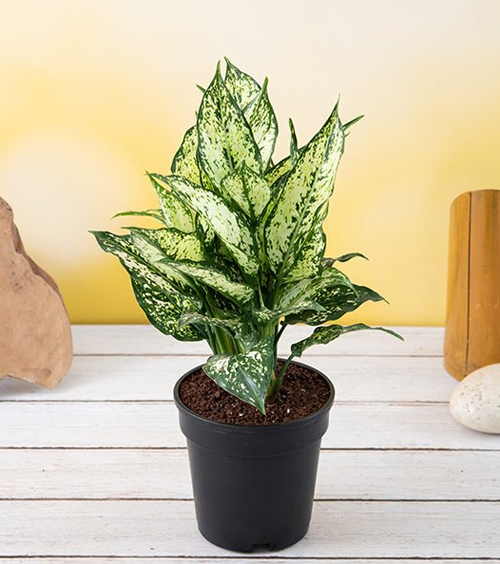 Aglaonema Chinese Plant
