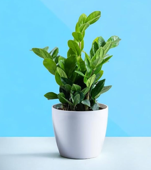 Green Zamia Plant