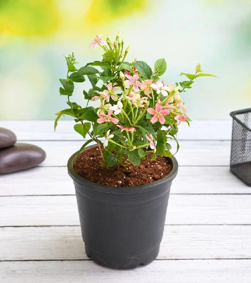 Dwarf Creeper Decorative Plant