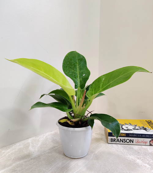 Philodendron Moonshine Plant